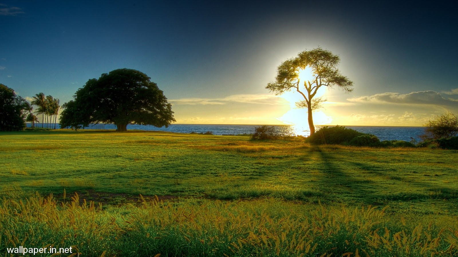 Android Wallpapers HD in Widescreen Download