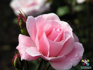 Cute Wallpaper's: Cute Pink Roses