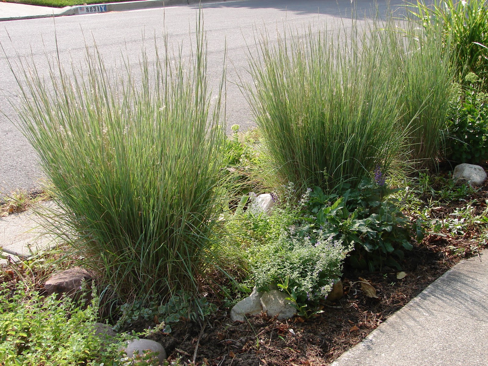 New Utah Gardener Little Bluestem Grass Schizachyrium scoparium