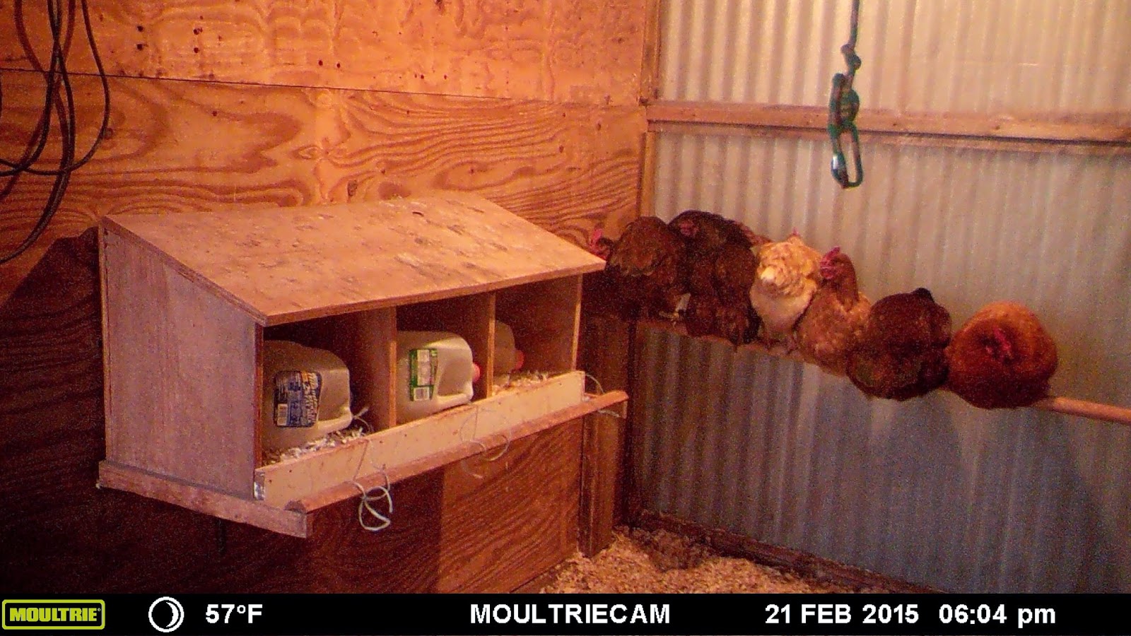 Windy Acres Diary Sleeping Chickens