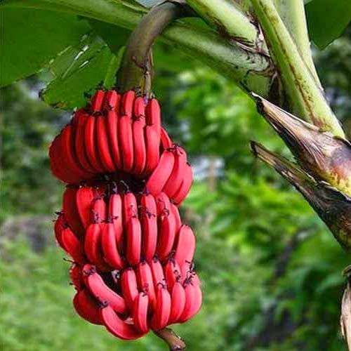 FALSE BLUFF NICARAGUA Red bananas