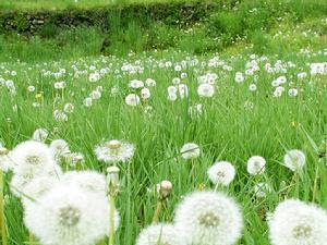 DANDELIONS FLOWER WAVING IN THE FIELD 让我的童年和孤儿在一起