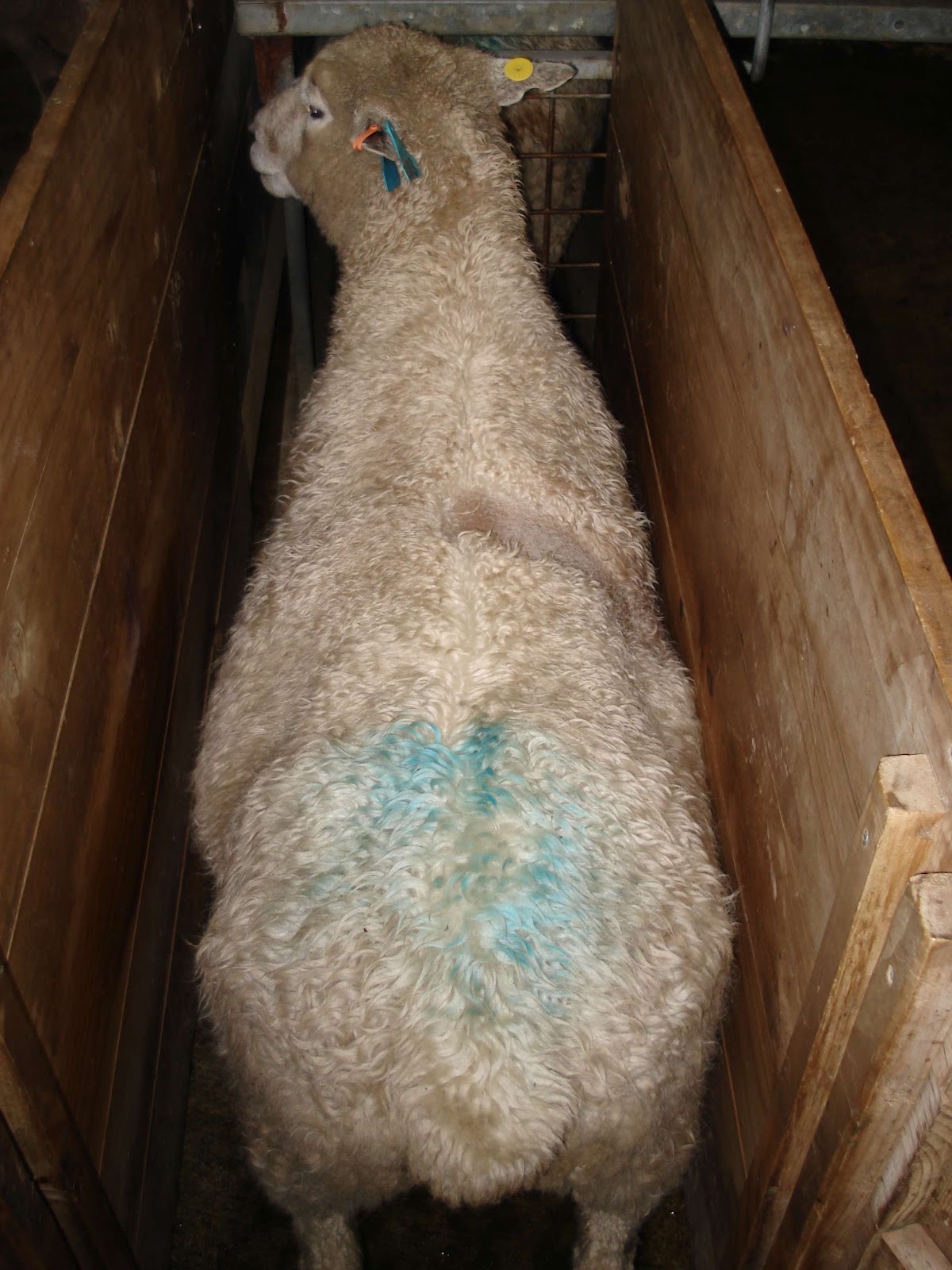 Animals and Emotions Can sheep feel hunger?