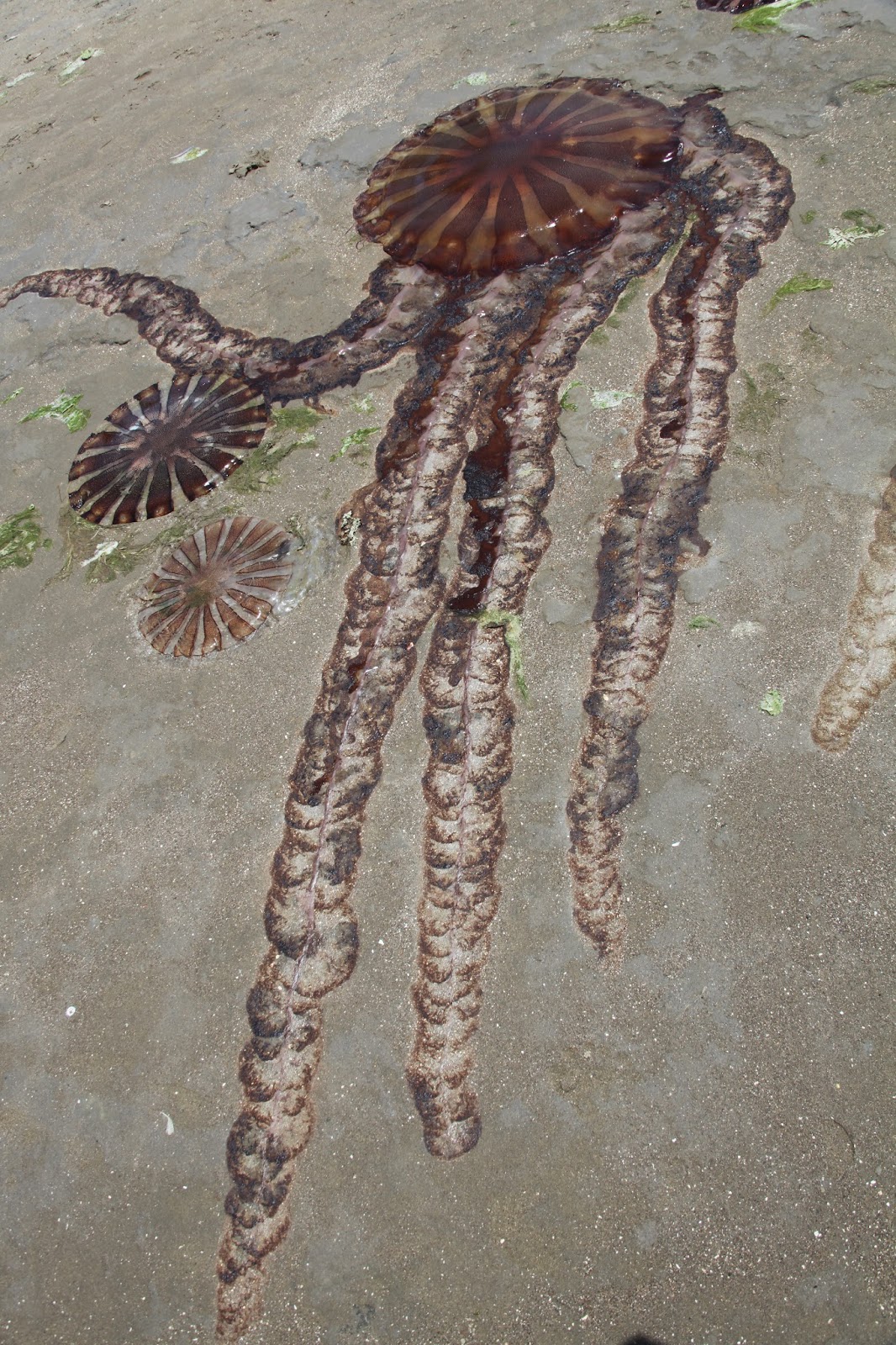.punctum. beached jellyfish Paracas, Peru