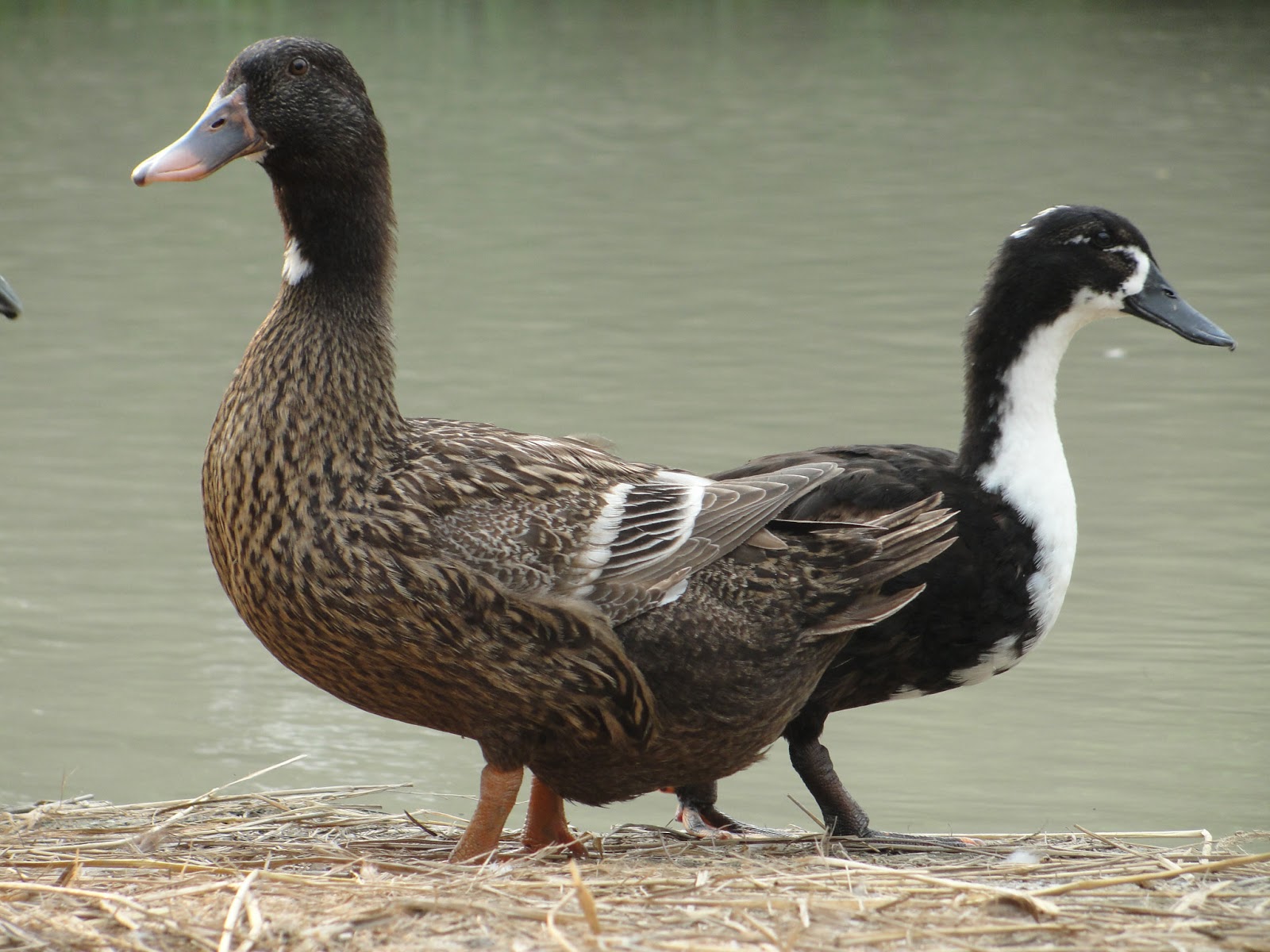 Egg Laying Duck Breeds Modern Farming Methods