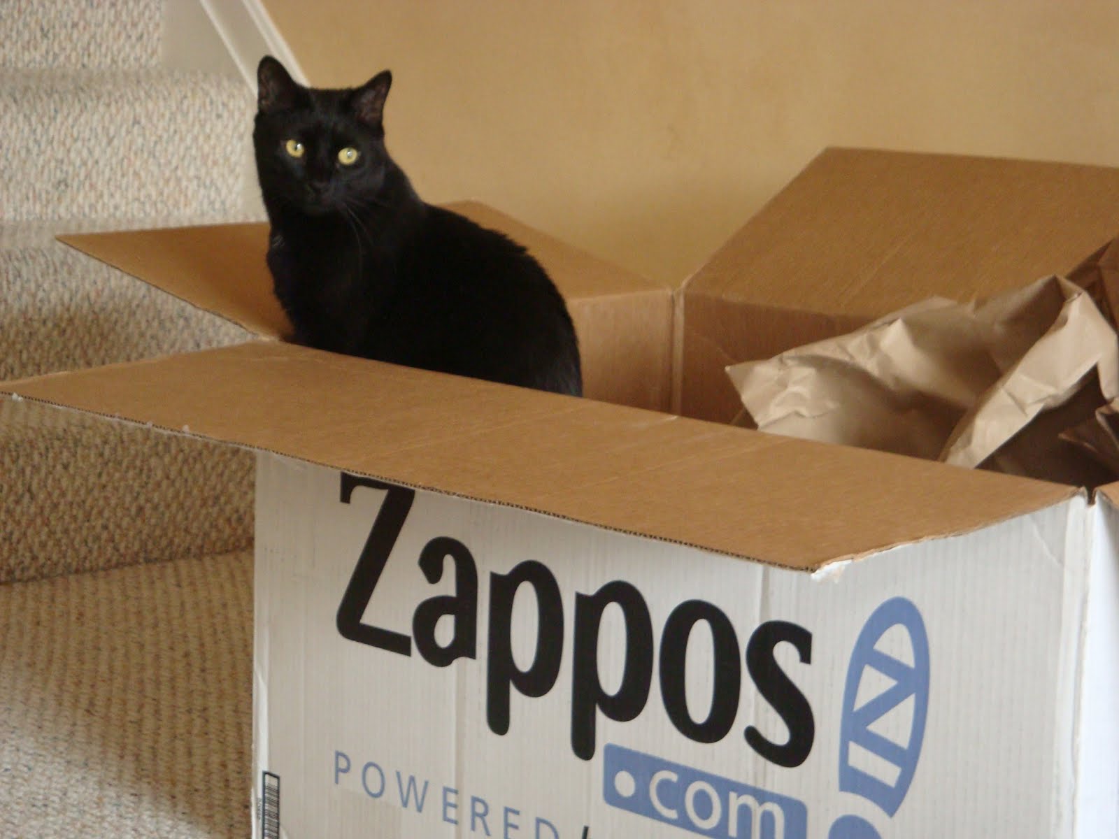 ArcLengthCafe Cat Box Fort Success!