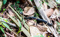 A rare sighting, this wolf snake is one of two species of snake found in Seychelles - neither of which is venomous