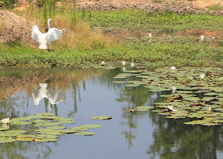 Where's Trevor: Blossoms of the Brick Pond - North Augusta, South Carolina