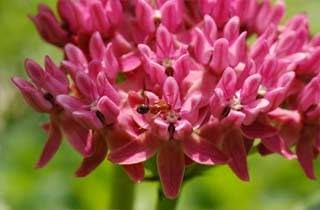 [Image: Milkweeds.jpg]