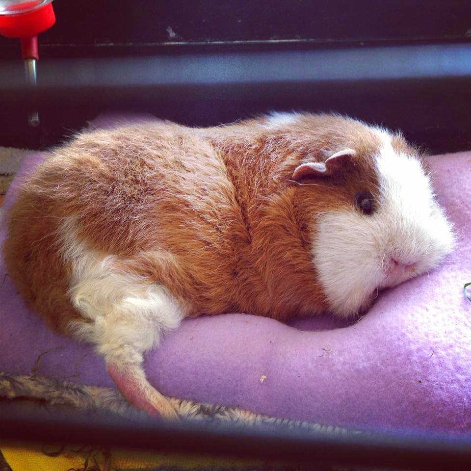 All Things Guinea Pig Heat Stroke