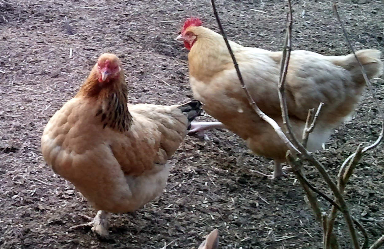 Sour and Impacted Crop in Backyard Chickens Symptoms, Causes and