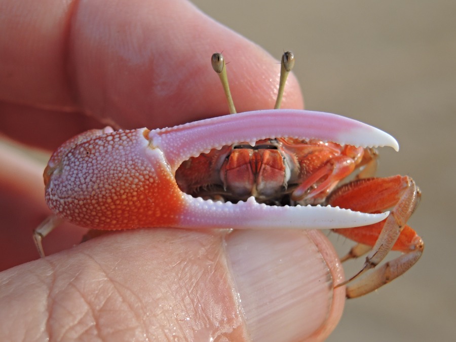 Queensland Coast Identifying Fiddler Crabs