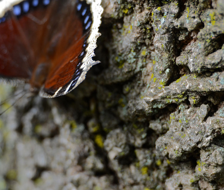 Hot, dry summer weather triggers aestivation (a type of hibernation called summer sleep) in Mourning Cloak butterflies.