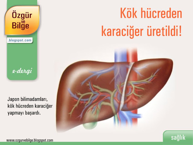 Kök hücreden karaciğer üretildi!