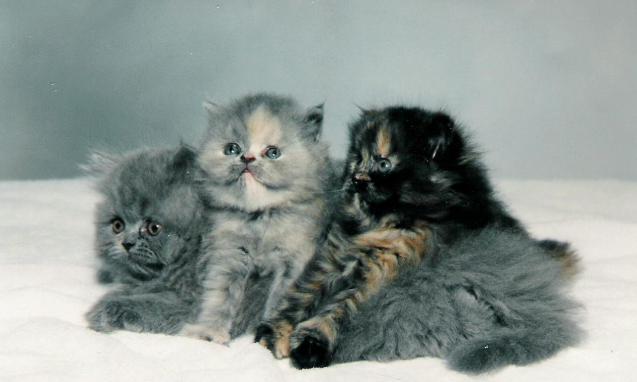 Caring For Persian Cats The Animal Life