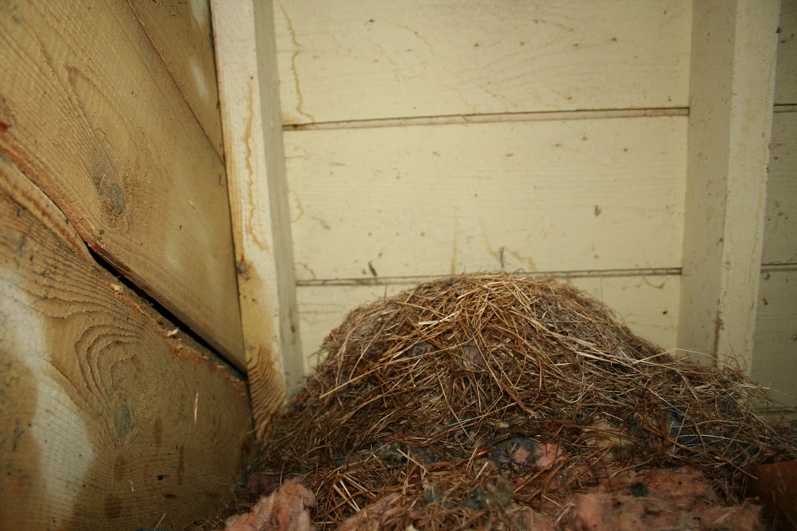 nest play attic gables walled completely squirrel gable