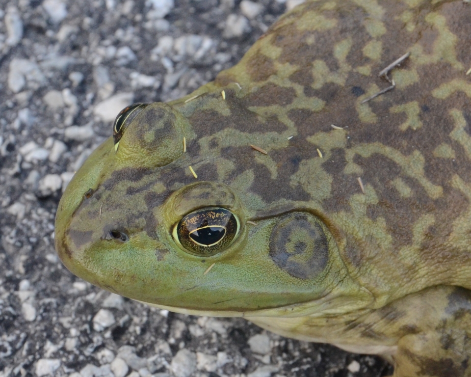 Ohio Birds and Biodiversity: One Big Bullfrog