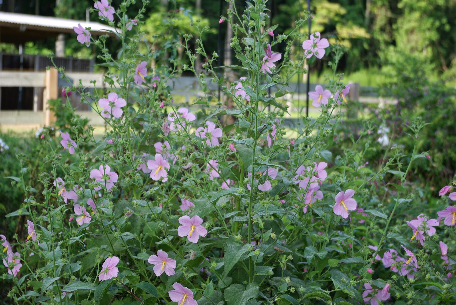 Noel S Garden Blog Ever Green In North Carolina