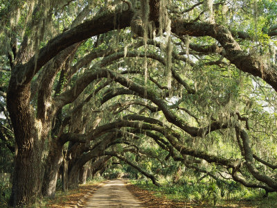 Сквер Maria-stenzel-ancient-live-oak-trees-in-georgia