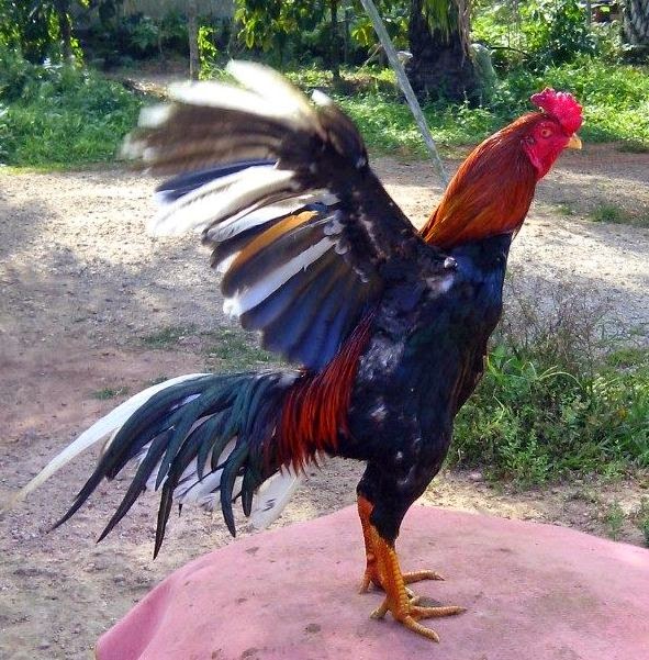 Sisik Kaki Ayam Aduan yang Mempunyai Pukulan Mati Ayam