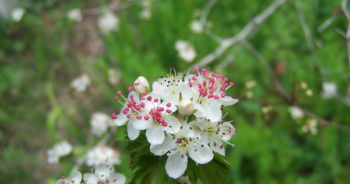 The Nature Dude native hawthorns