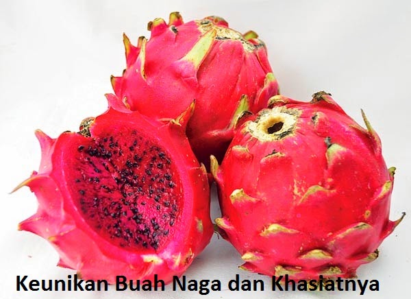 13+ Macam Macam Naga Pictures