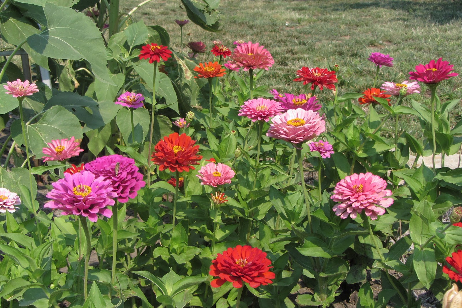 Country Blessings Zinnias and butterflies