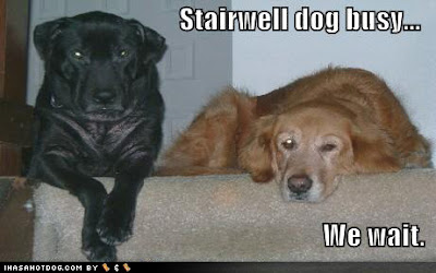 Funny DOG Pictures