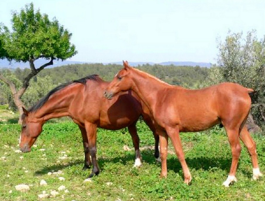 Pintura Moderna y Fotografía Artística : FOTOS DE CABALLOS