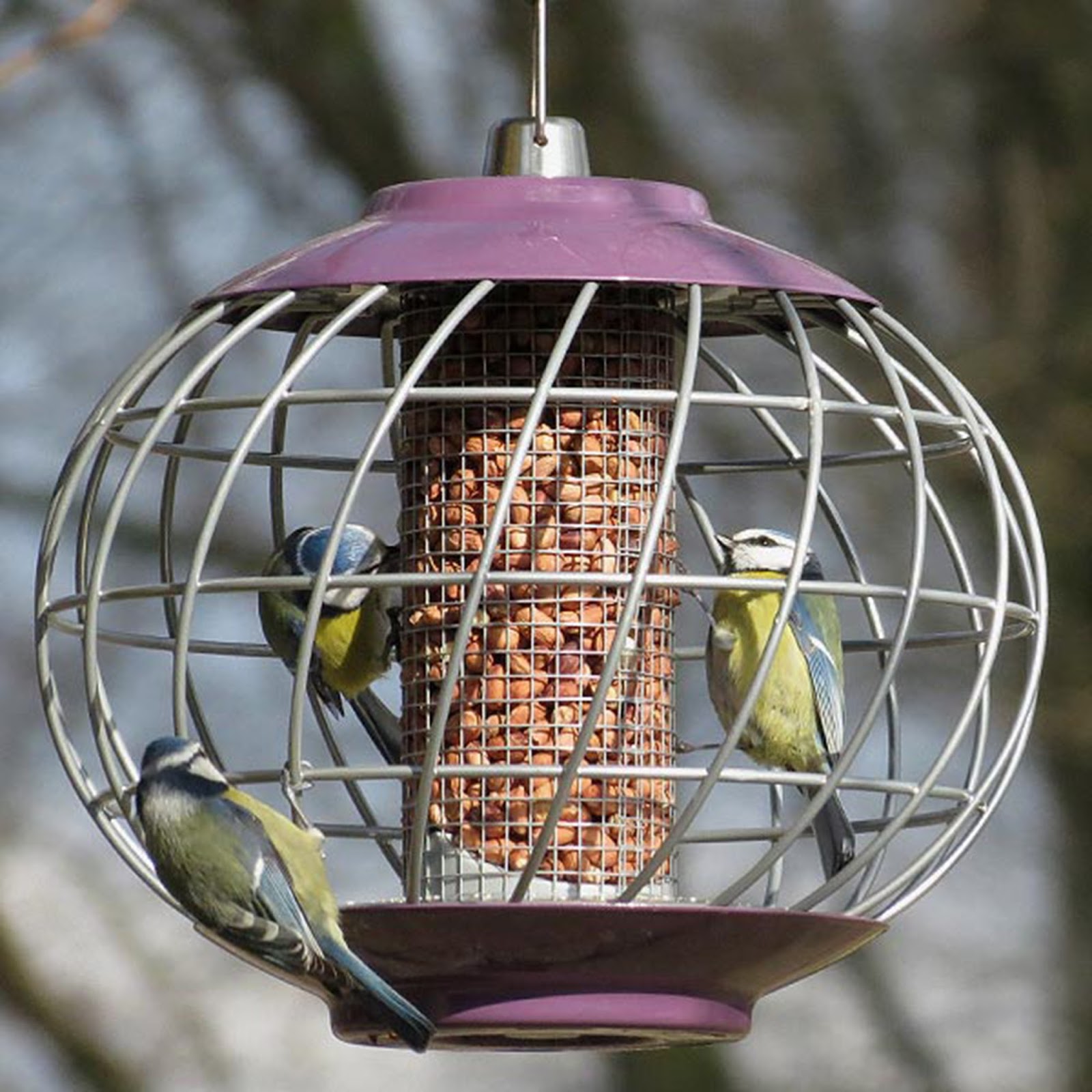 I Like Garden Birds 5 Helpful Ways to Squirrel Proof Your Bird Feeders