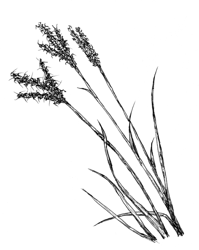 Line Drawing Grass : Black and white drawing grass pictures to pin on pinterest