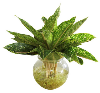 Các loại cây phong thủy trong nhà - Cây cung điện vàng Các loại cây phong thủy trong nhà - Cây cung điện vàng