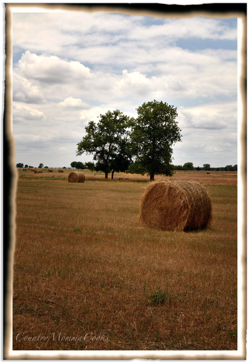 Round hay bale photo