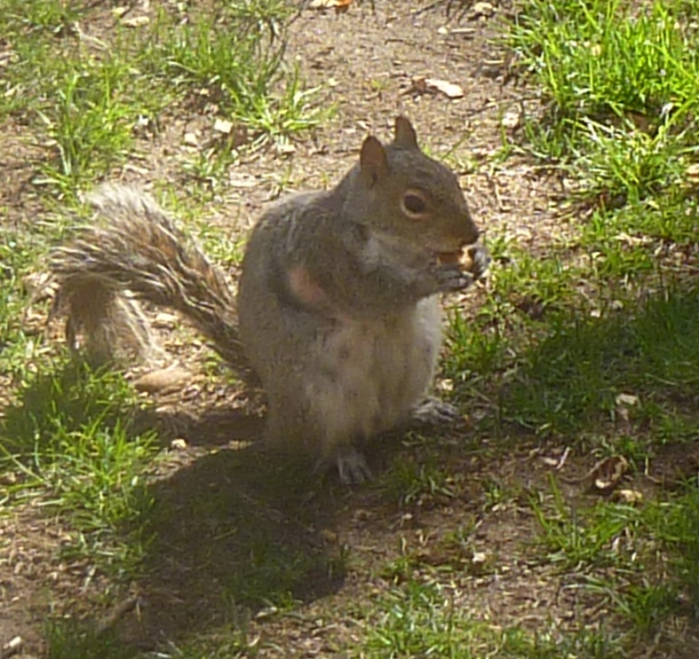 The New York Squirrel Talking Squirrel
