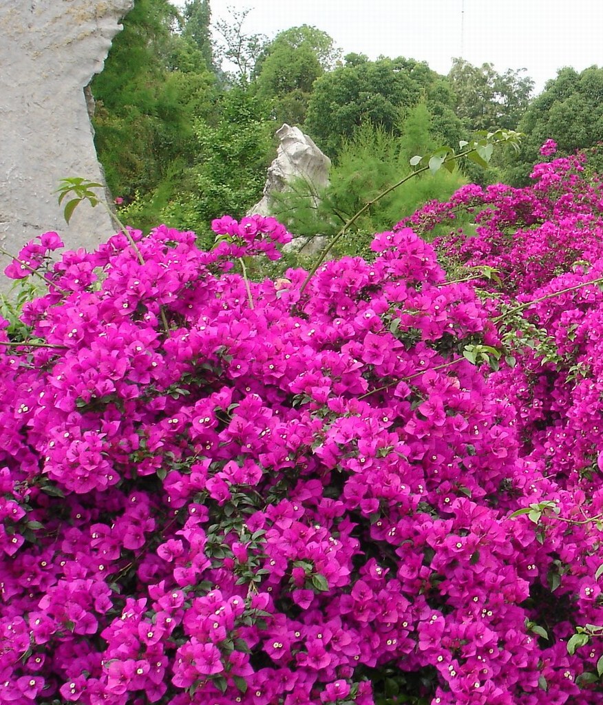 Agricultural Online Zambia National Flower Bougainvillea