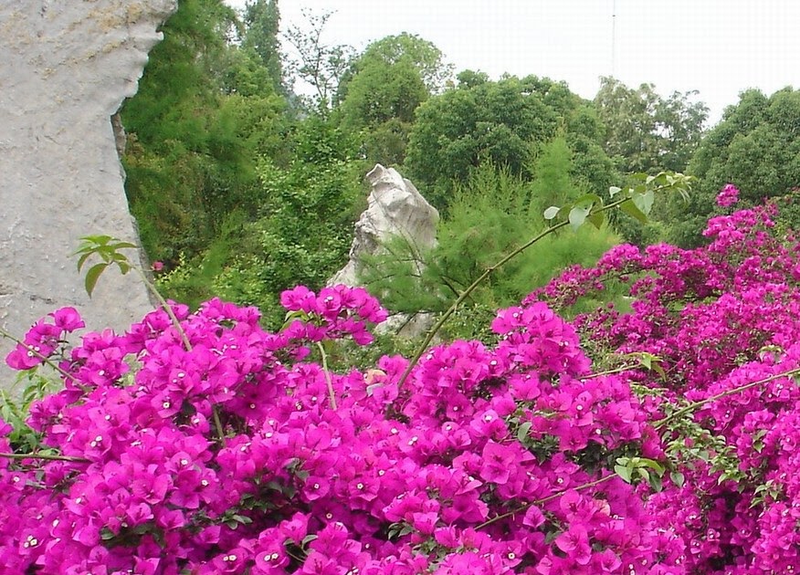 Agricultural Online Zambia National Flower Bougainvillea
