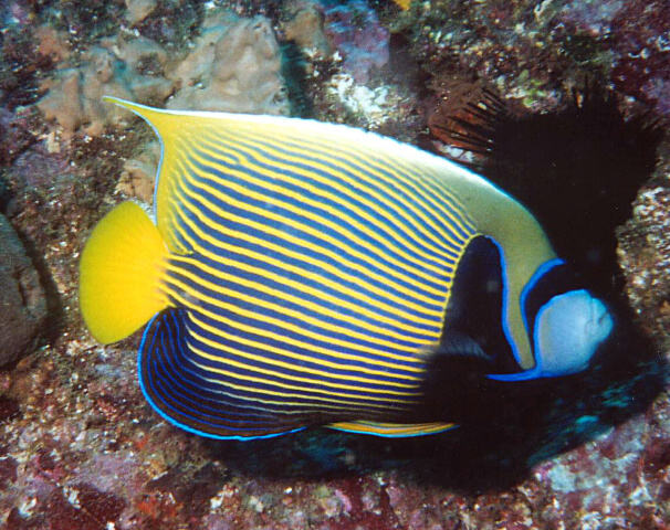 Batman Angelfish