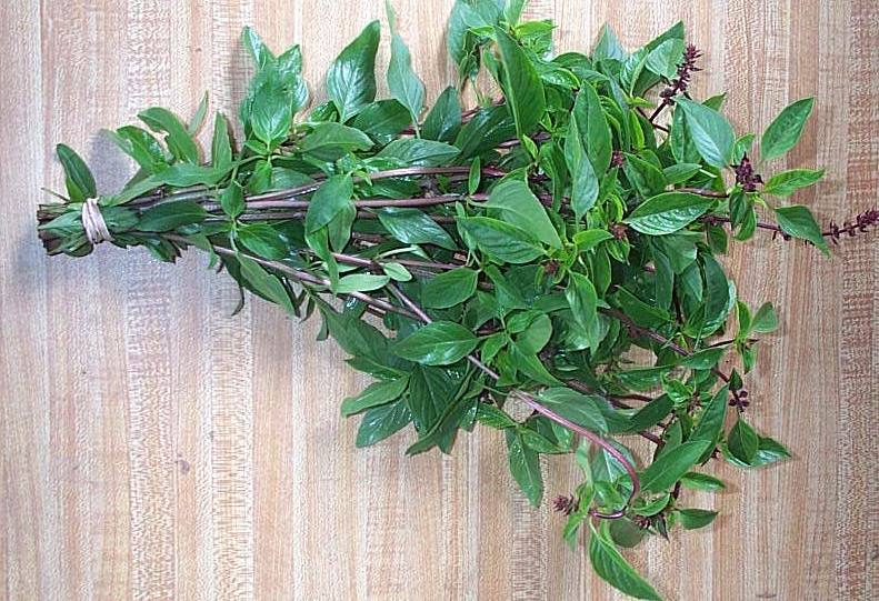 Thai Basil Plant