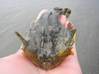 Buffalo Sculpin