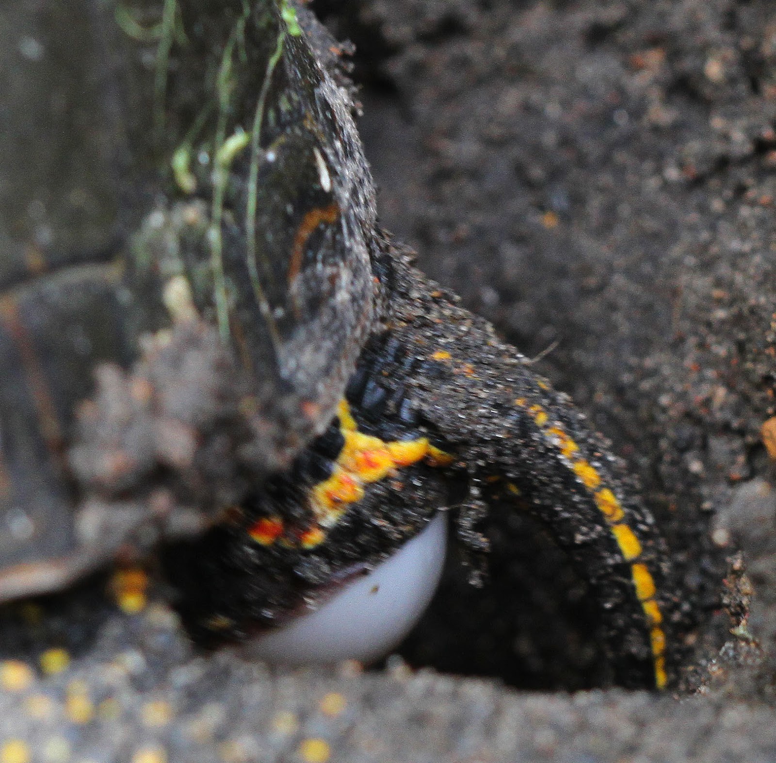 All of Nature Painted Turtle Lays Eggs