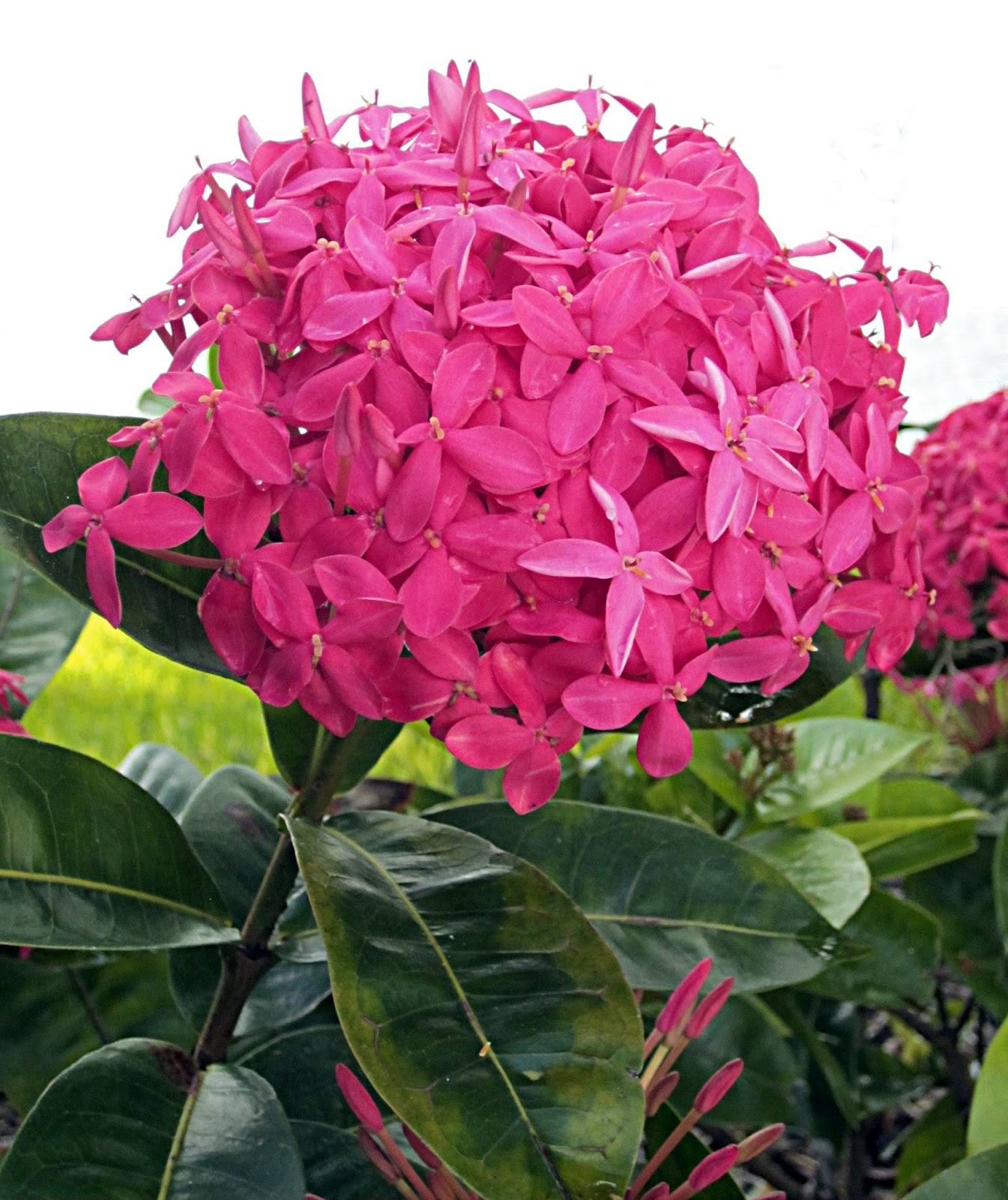 Ixora's are in Bloom!