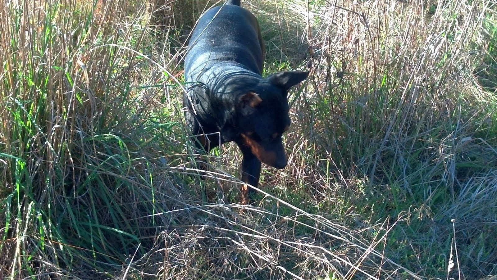 Wiley in the weeds