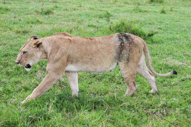 wounded lioness Siena raakt ernstig gewond op de Masai Mara en wordt geholpen door de Kenya Wildlife Service