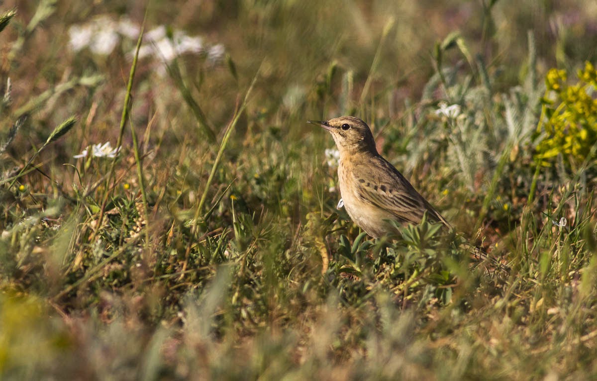Tawny Pipit photography in Bulgaria, copyright Iordan Hristov Tawny Pipit photography in Bulgaria, copyright Iordan Hristov