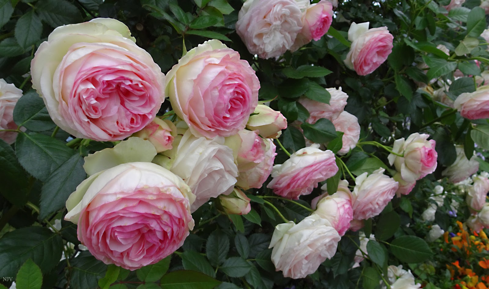 Роза Плетистая Барок Фото И Описание – Telegraph