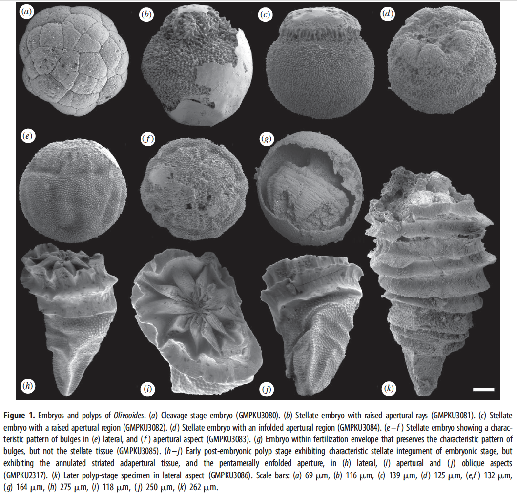 The Dragon's Tales Exquisite Cnidarian Fossils From the Early Cambrian