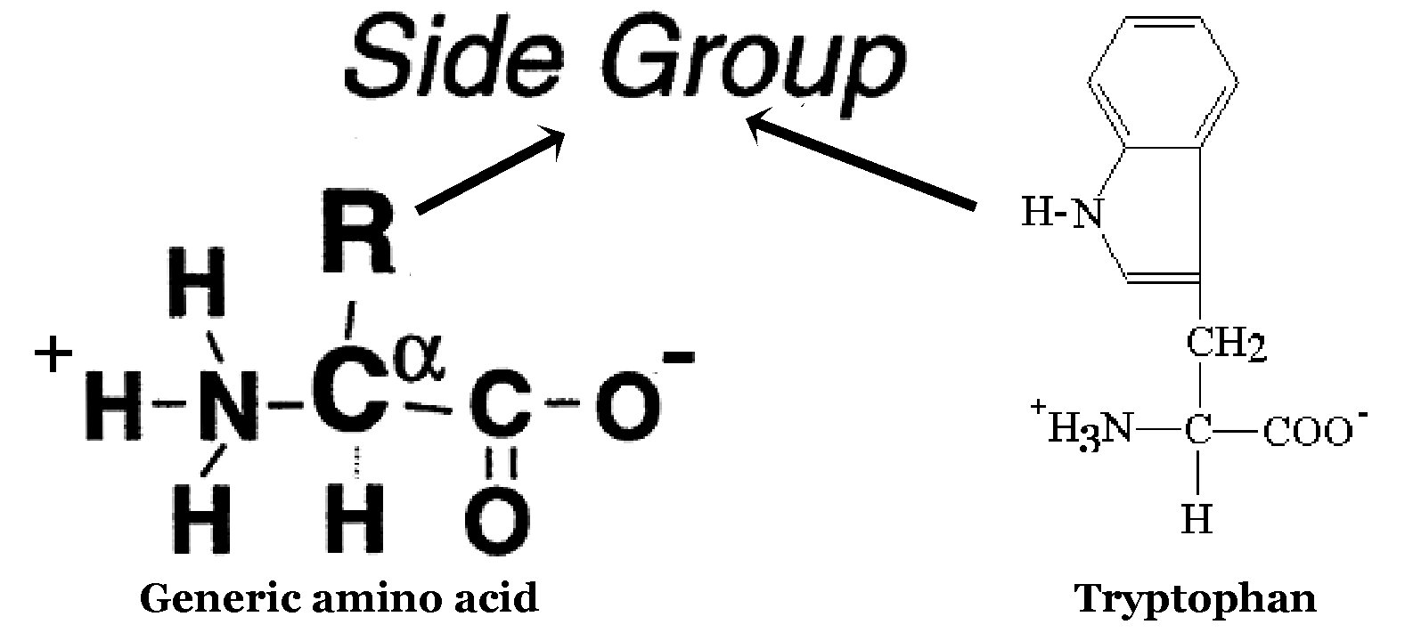 an amino acid