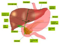 Obat Yang Dapat Menyembuhkan Penyakit Liver Secara Alami Obat Yang Dapat Menyembuhkan Penyakit Liver Secara Alami