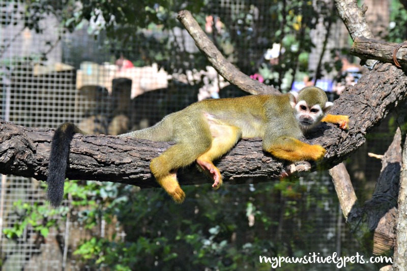 Visiting the San Antonio Zoo Pawsitively Pets