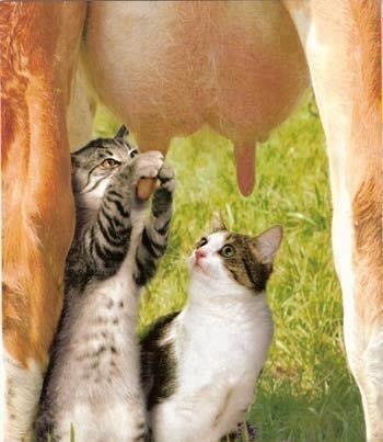 Cats milking a cow